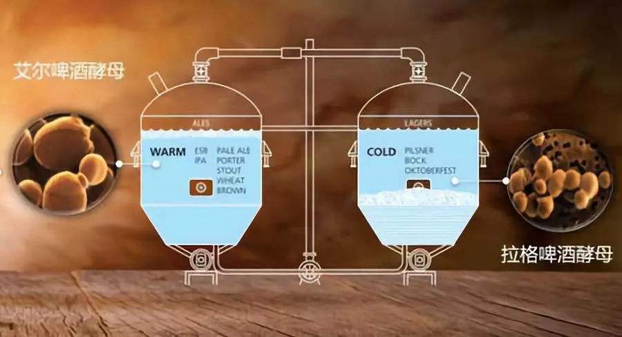 啤酒發酵設備 啤酒發酵設備